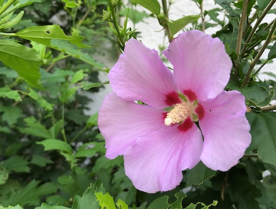 A pink rose of Sharon flower