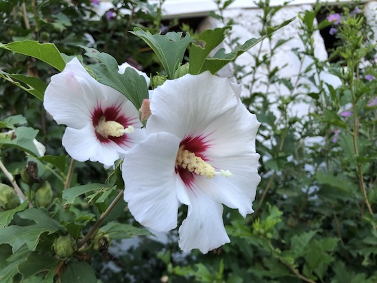 Two white rose of Sharon flowers in front of a white barn