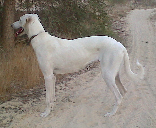 A tall white dog wiht a long ring tail, long legs, a long neck and a long muzzle with ears that hang to the sides standing on sand