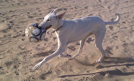 A pure white, tall dog with a long tail that curls at the tip running across the sand with a popped soccer ball in her mouth