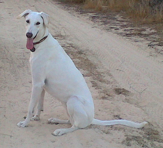 A tall lanky white dog with dark eyes, a long pink tongue and a long thin muzzle with a black nose sitting in sand
