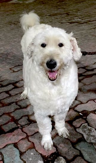 A thick-bodied, wavy coated white dog with dark black eyes and a pink tongue standing outside on a brick walkway