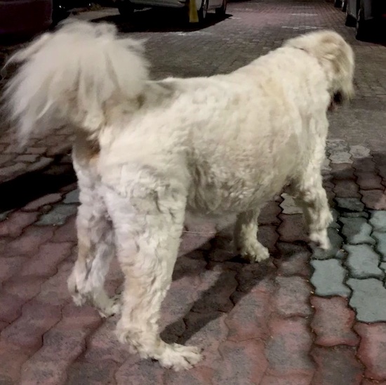 Back side view of a dog with a thick wooly white coat and a tail with a mass of fluffy long hair coming from it standing on a brick walkway