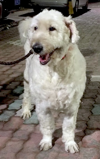 Front view of a large breed, wavy-coated dog with a shaved body and long hanging ears looking to the left