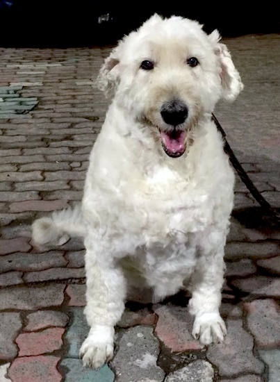 Front view of a white dog with a thick, wavy, shaved coat with a big black nose and dark almond shaped eyes sitting down on a brick walkway