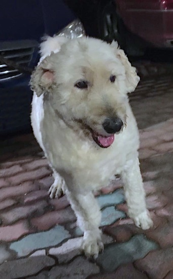 Front view of a dog with a white shaved coat walking forward on a brick walkway