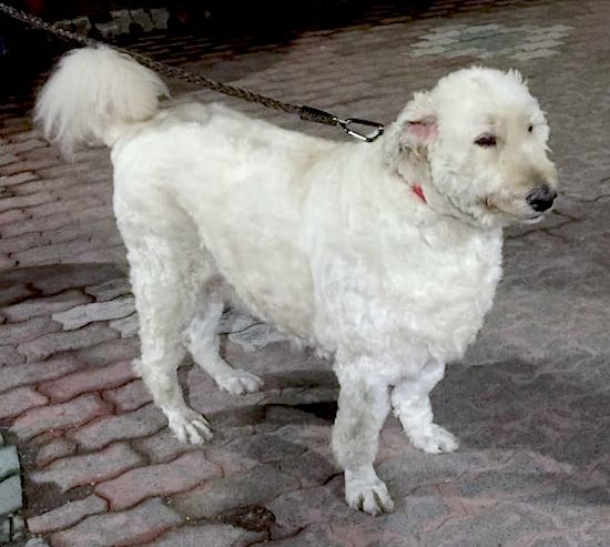 Side view of a white dog wiht a long thick body and a tail that has long fringe hair on it