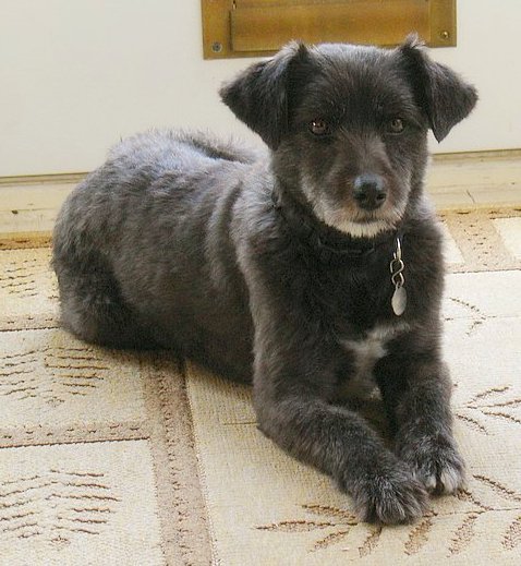 A black dog with small fold over ears and a gray chin laying down