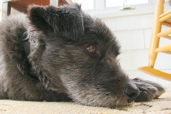 Close up head shot - A black and gray dog with brown eyes and small v-shaped ears laying down on a carpet