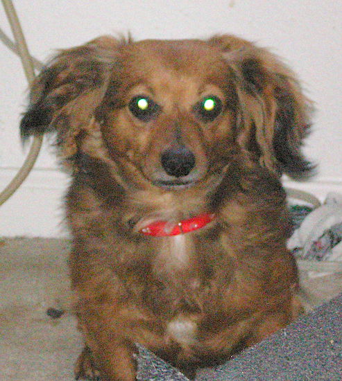 A red-fawn long-coated dog with long soft fluffy ears, a long snout with a black nose and a spot of white on his chest wearing a red collar sitting down