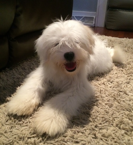 A thick-coated, fluffy, white dog with fur covering his eyes layinf on a shag carpet