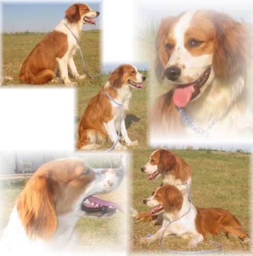 A collage of red-fawn and white colored dogs with long soft ears that hang to the sides in various poses