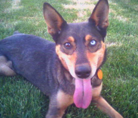 A black and tan puppy with large stand-up ears one brown eye and one blue eye laying down in grass