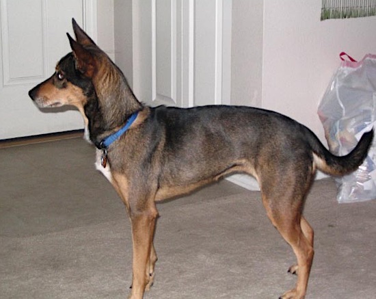 Side view of ablack and tan with white dog with a long tail, stand up ears and a long neck standing inside a house