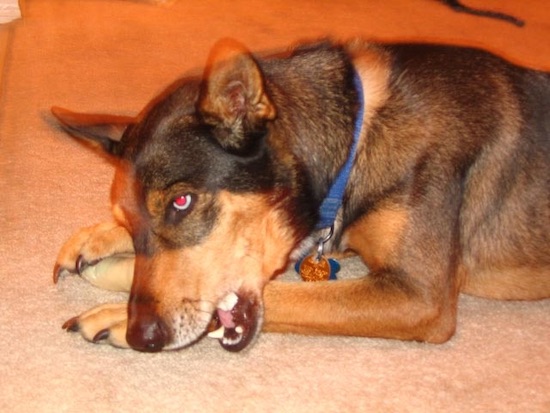 A black and tan dog with a blue eye laying down chewing on a bone inside a house