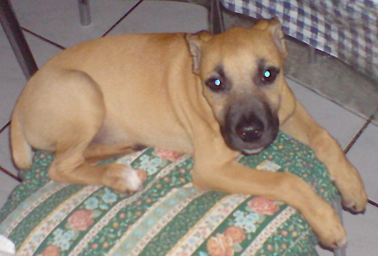 A fawn colored dog with a black mask, dark eyes and ears that are pinned back laying down on the floor