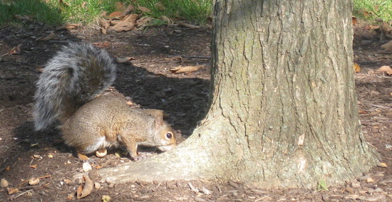 A small gray animal with a large fluffy tail and small ears smelling the ground under a tree