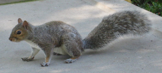 A little gray animal with a long bushy tail, small ears and wide round black eyes outside on concrete