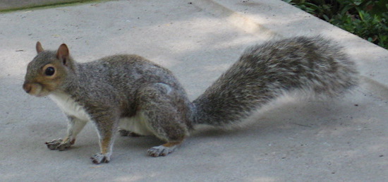 Sideview of a gray squirrel on a sidewalk