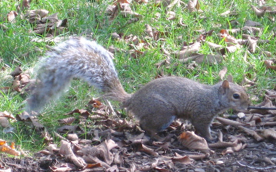 A small gray animal with a long body and a tail that is the same length as its body outside standing on dried leaves