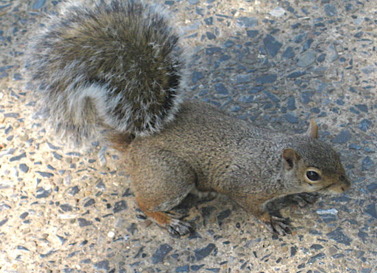 A gray-brown animal with a fluffy tail that is curled up over his back