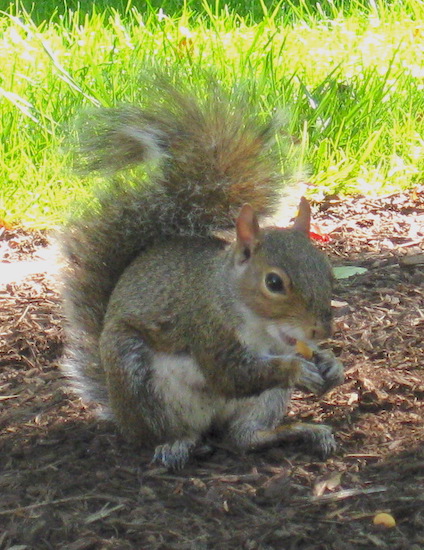 A little gray-brown animal with a fluffy tail that curls up against his back eating a peanut with this front paws