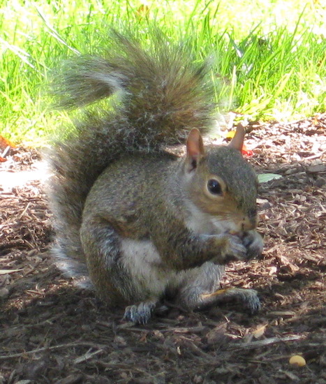 A gray squirrel eating a peanut
