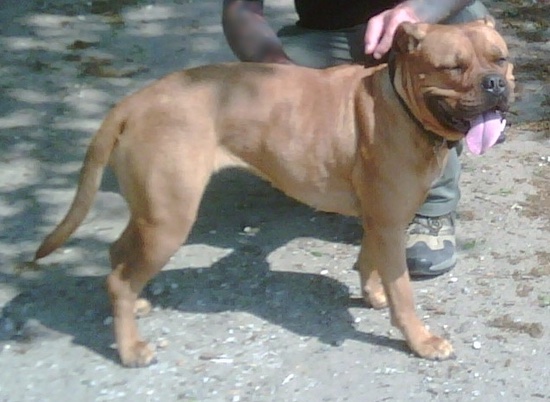 A thick muscular dog with extra skin on her head, a pushed back boxy muzzle, rose ears and a long tail standing outside