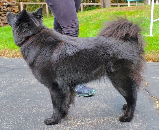 Side view of a thick-coated black dog with a ring tail that folds up over her back and fans out with long black hair standing in a driveway