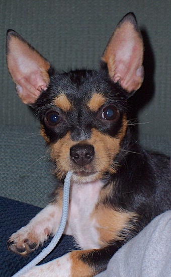 A wire hair tricolor black, tan and white, dog with large ears that stand up laying down with a shoe string in her mouth