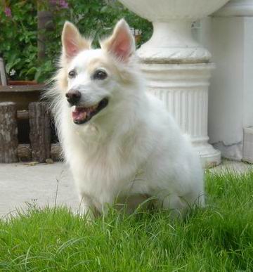 A white fluffy dog with ears that stand up to a point sitting down in grass