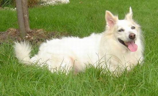 A longhaired white dog with a thick coat, ears that stand up to a point, dark eyes and a brown nose laying down in the grass