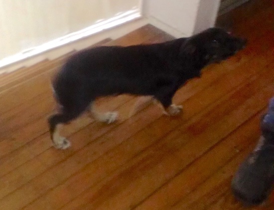A small black dog with tan legs walking across a wooden floor