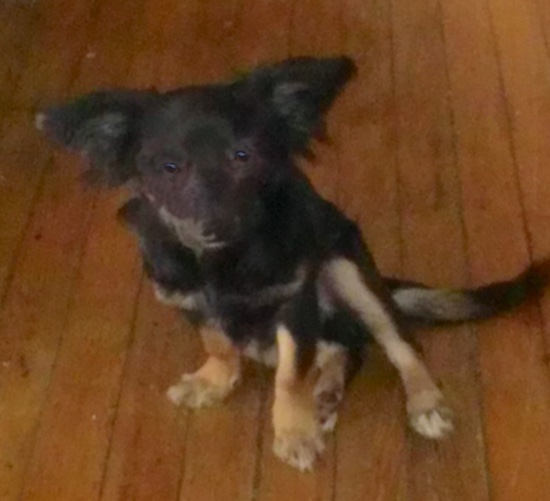 A little black and tan dog with large ears that stand out to the sides with a long tail sitting down on a hardwood floor
