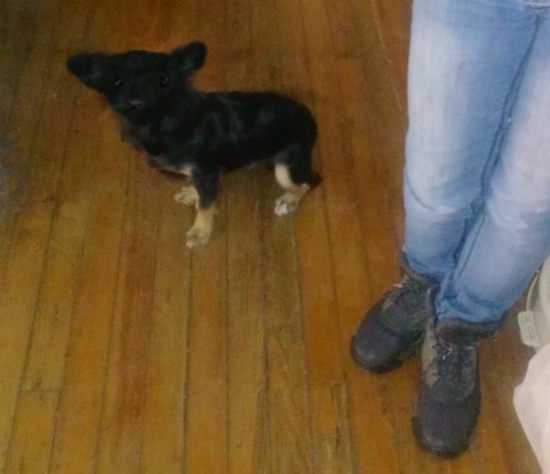 A little black and tan dog with a black body and tan legs standing next to a person
