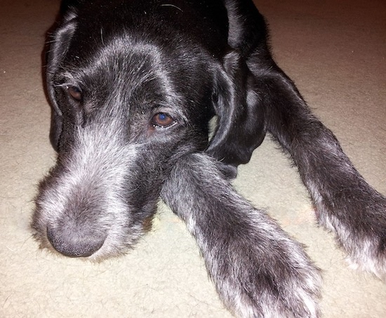 Close up head shot of a black dog with a gray wiry snout and paws with brown eyes laying down