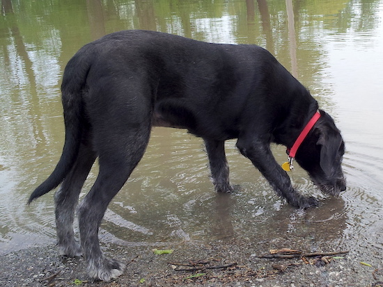 A large breed black dog with gray paws and gray on his snout wearing a red collar drinking water out of a lake