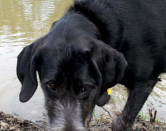 Close up upper body shot of a black dog with a gray snout and paws walking out of a body of water