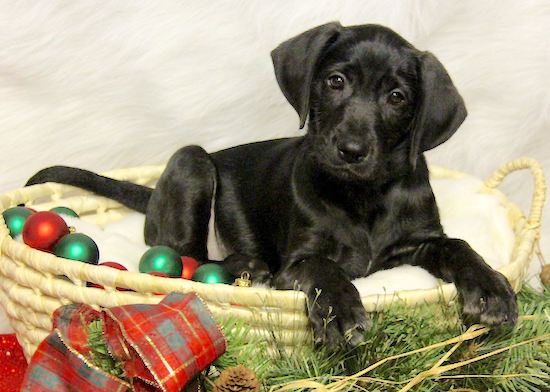 A shorthaired black puppy laying down in a wicker basket with red and green Christmas balls next to him