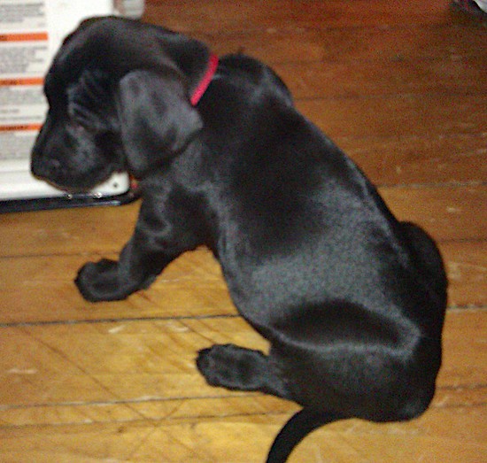 A little black puppy with soft ears that hang to the sides sitting in front of a kerosene heater