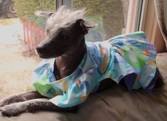 A gray dog with no hair on her body and peach fuz on her legs and a white mohawk on top of her head wearing a blue, purple, orange, green and white dress laying in front of a window