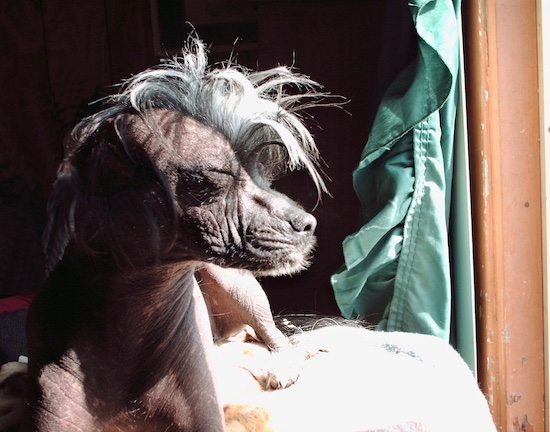 A gray dog with no fur on her body and a blue tinted mohawk sitting in front of the window in the sun