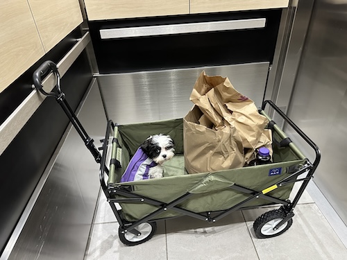 A little white and black dog in a green wagon on an elevator with brown shopping bags next to her