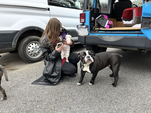A long haired girl wearing a black trench coat holding a small white and black puppy next to a large black with white Olde English Bulldogge