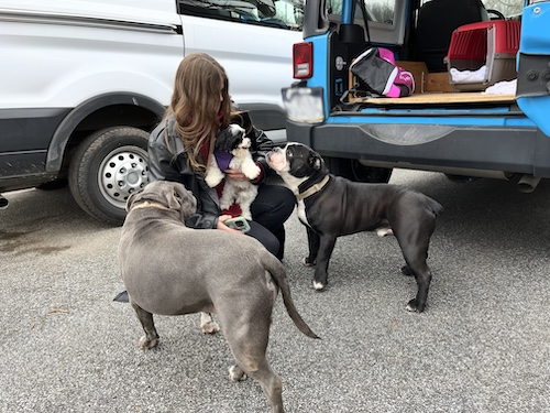 A large black bulldog smelling a little white puppy that a girl is holding with a American Bully next to them