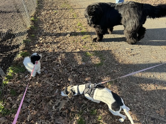 An extra large breed black dog walking away from a small and medium sized dog on a trail next to a chain link fence