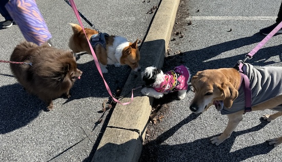 A little white and black puppy nose to nose with a red and white Corgi and a brown Pomeranian and a hound dog next to them