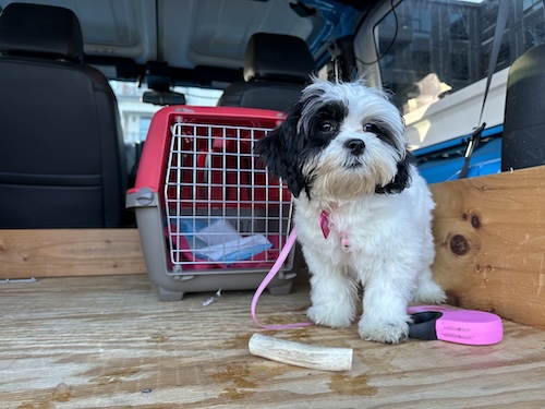 A small breed dog sitting in the back of a blue Jeep next to a crate and a bone