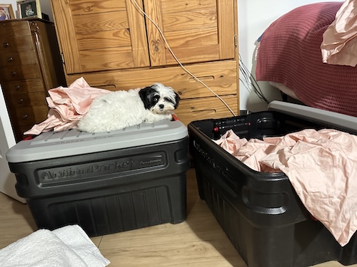 A small dog laying on top of an Action Packer storage bin
