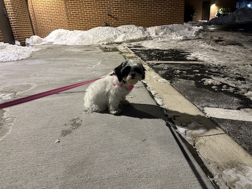 A small dog wearing a pink harness sitting down outside surrounded by snow